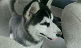 韩国哈士奇爆料视频